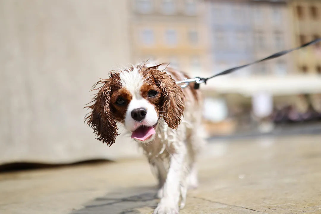 Canon RF 50 mm f/1.4 L VCM — Premium Standard Prime Lens with Voice Coil Motor Canon