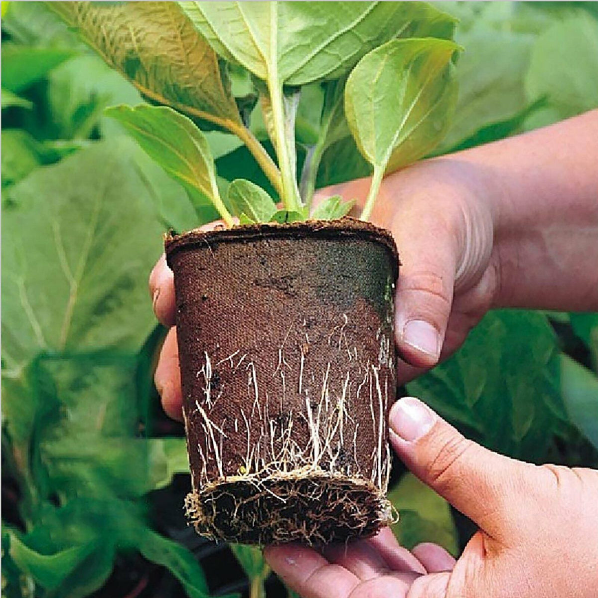 10pcs Biodegradable Seedling Trays 12-Hole Garden Starter Tristar Online