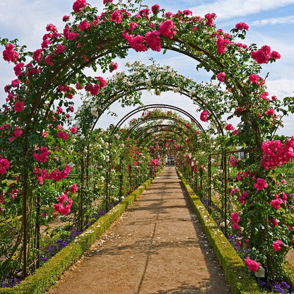 Metal Garden Arch Trellis Iron Plant Support Outdoor Climbing Tristar Online