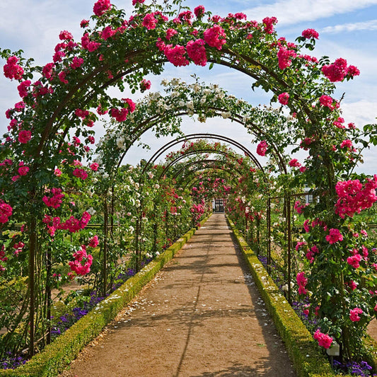 Metal Garden Arch Trellis Iron Plant Support Outdoor Climbing Tristar Online