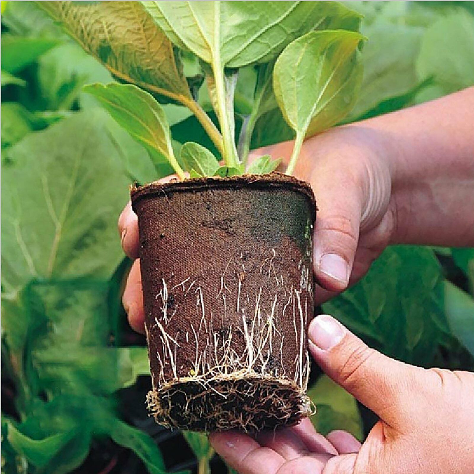 10pcs Biodegradable Seedling Trays 12-Hole Garden Starter Tristar Online