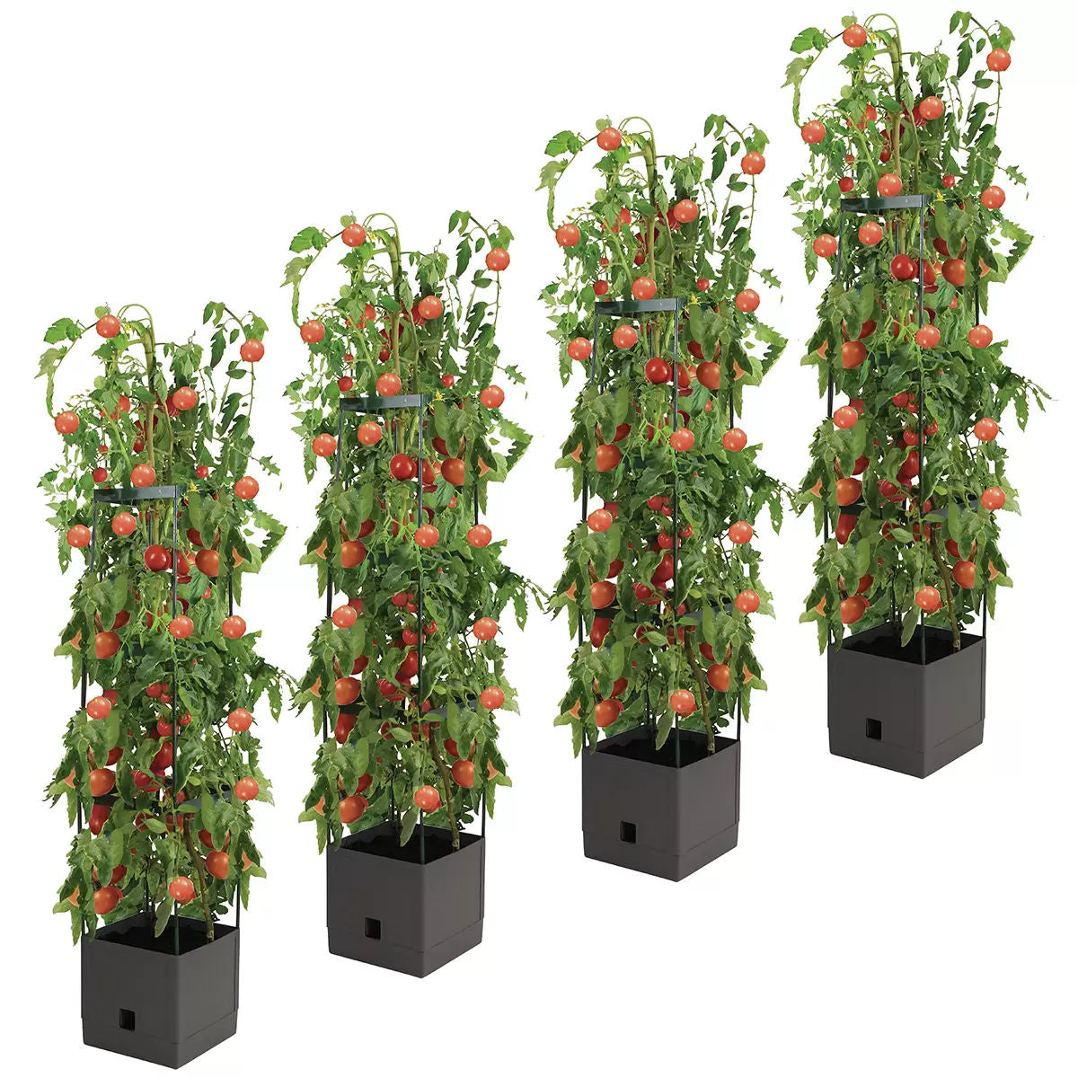 Tomato Tower With 3 Tier Frame 4 x Pack Tristar Online