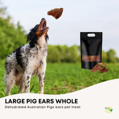 25x Dog Treat Large Pig Ears Whole  - Dehydrated Australian Healthy Puppy Chew Tristar Online