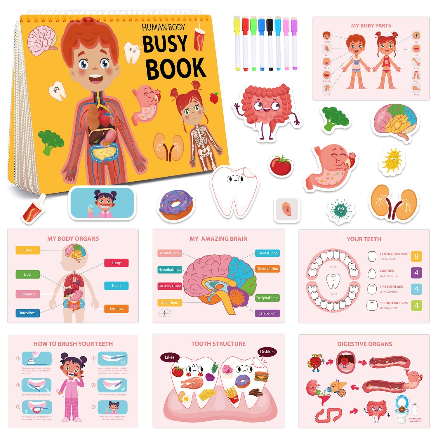 Interactive Human Body Busy Book Set (2 Books) - Educational Quiet Learning Toy for Toddlers Tristar Online