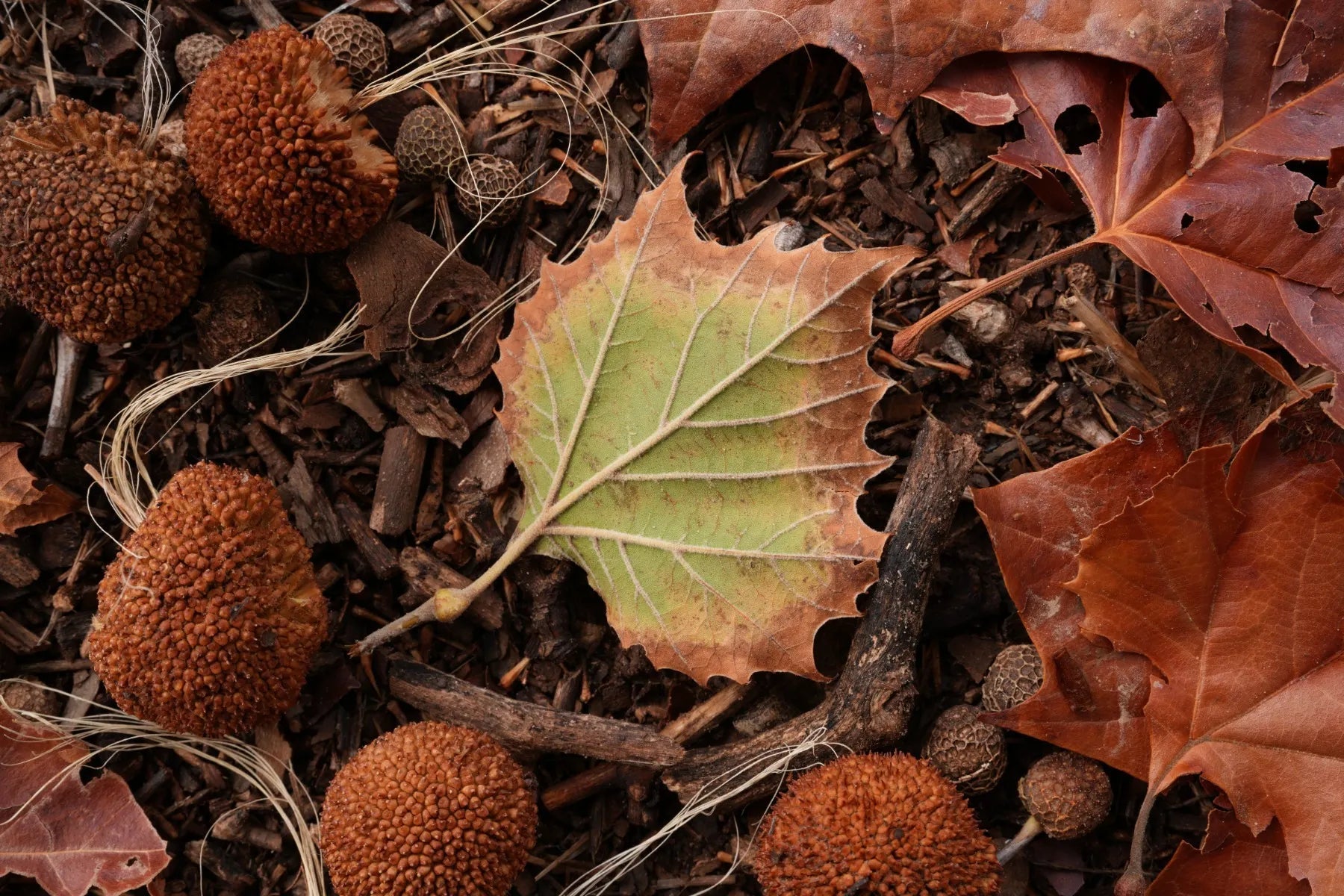 Sony FE 50 mm f/1.4 G Master — High-Speed Standard Prime Lens SONY