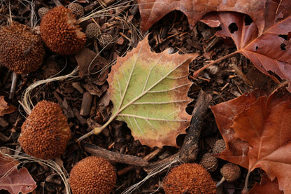 Sony FE 50 mm f/1.4 G Master — High-Speed Standard Prime Lens SONY