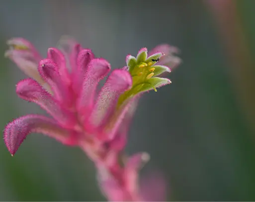 Sony FE 70-200 mm f/4 Macro G OSS II — Telephoto Zoom Lens SONY