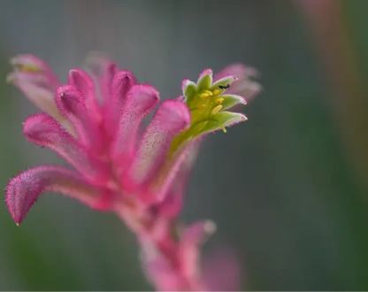 Sony FE 70-200 mm f/4 Macro G OSS II — Telephoto Zoom Lens SONY