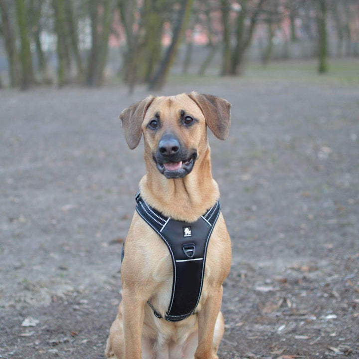 Reflective Heavy Duty Harness Black XL Tristar Online