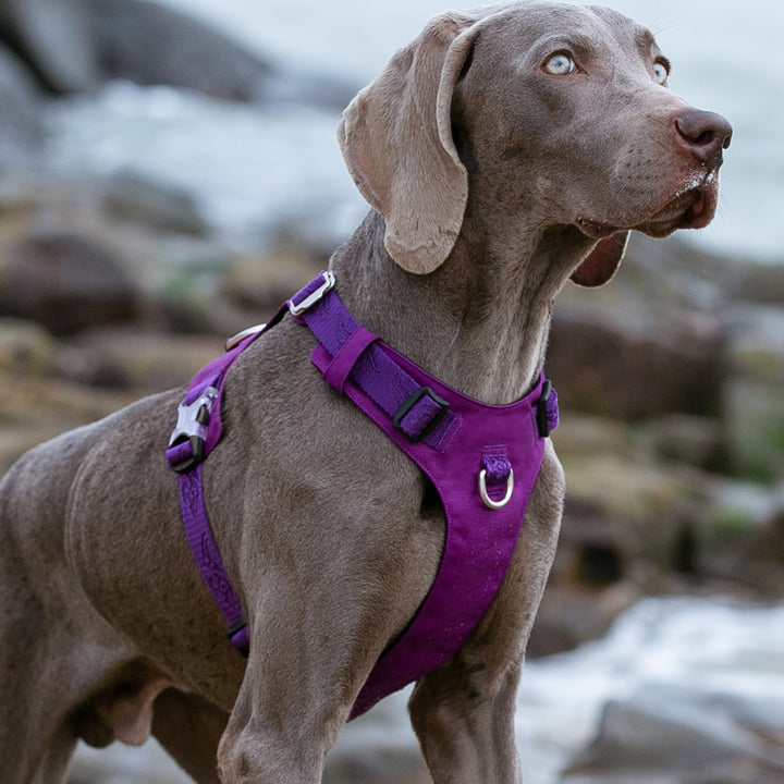 Lightweight Harness Purple S Tristar Online