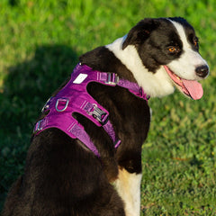 Whinhyepet Harness Purple S Tristar Online