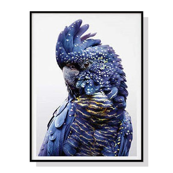 50cmx70cm Black Cockatoo A Black Frame Canvas Wall Art Tristar Online