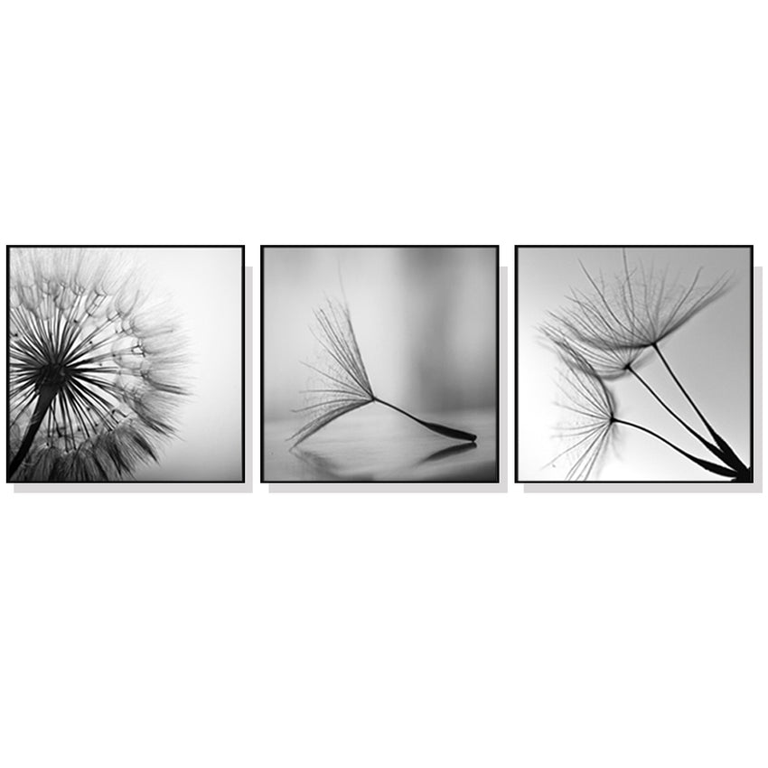70cmx70cm Botanical dandelions 3 Sets Black Frame Canvas Wall Art Tristar Online