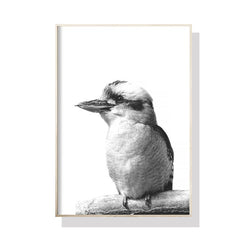 Wall Art 40cmx60cm Kookaburra Black Frame Canvas Tristar Online