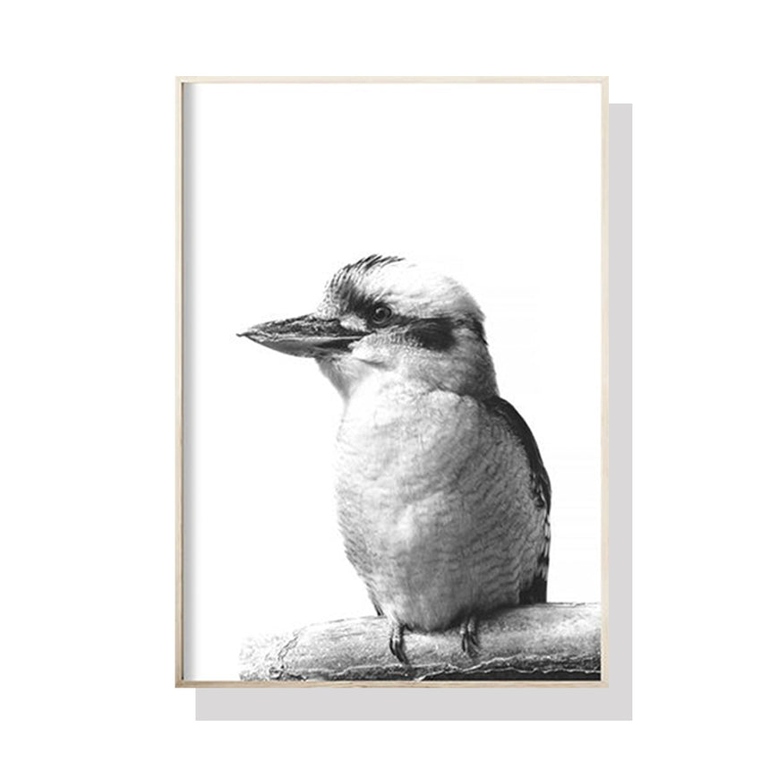 Wall Art 80cmx120cm Kookaburra Black Frame Canvas Tristar Online