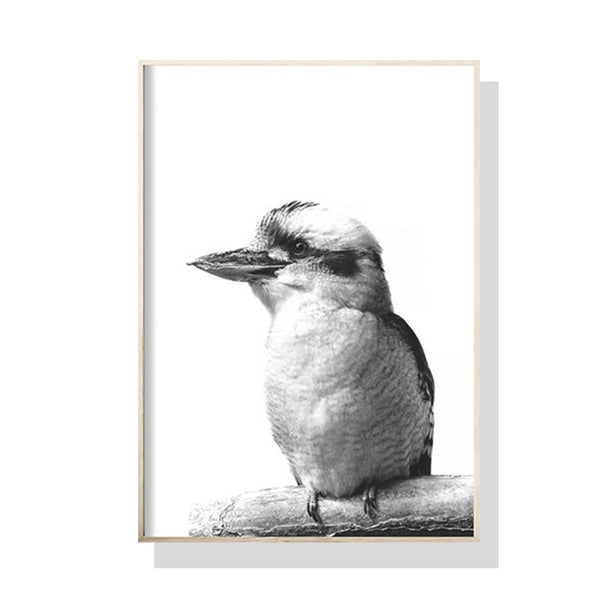 50cmx70cm Kookaburra Black Frame Canvas Wall Art Tristar Online