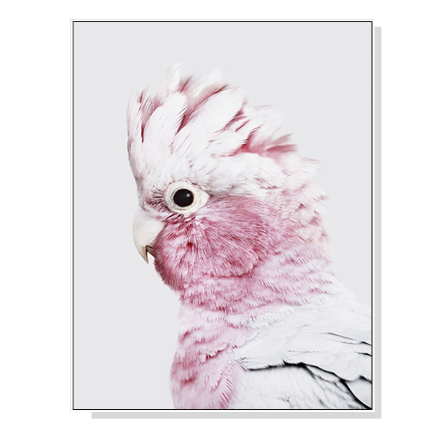 50cmx70cm Pink Galah White Frame Canvas Wall Art Tristar Online