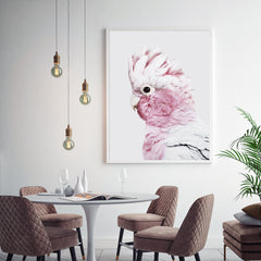 50cmx70cm Pink Galah White Frame Canvas Wall Art Tristar Online