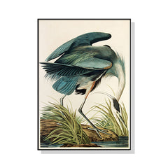 60cmx90cm Great Blue Heron By John James Audubon Black Frame Canvas Wall Art Tristar Online