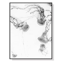 50cmx70cm Jellyfish Black Frame Canvas Wall Art Tristar Online