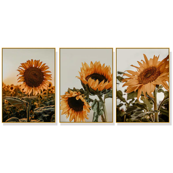 40cmx60cm Sunflower 3 Sets Gold Frame Canvas Wall Art Tristar Online