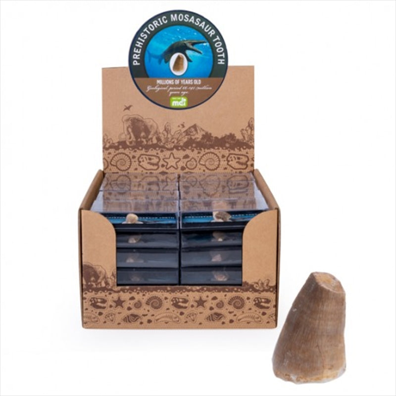 Dino Island Prehistoric Mosasaur Tooth (SENT AT RANDOM) Tristar Online