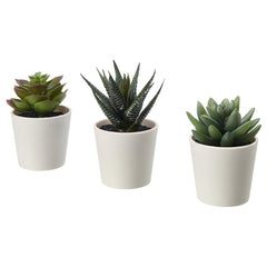 3 Pack of Artificial Succulent Potted Plants in White Plastic 6cm Pot Interior Decoration Tristar Online