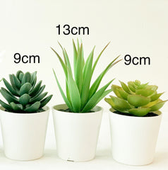 3 Pack of Artificial Succulent Potted Plants in White Plastic 6cm Pot Interior Decoration Tristar Online