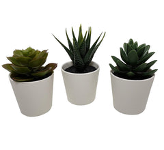 3 Pack of Artificial Succulent Potted Plants in White Plastic 6cm Pot Interior Decoration Tristar Online