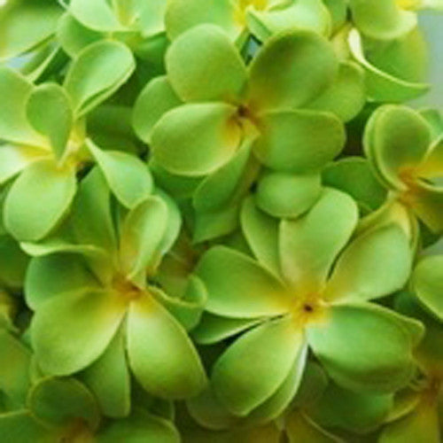 1 Set of 20 LED Green Frangipani Flower Battery String Lights Christmas Gift Home Wedding Party Decoration Outdoor Table Garland Wreath Tristar Online